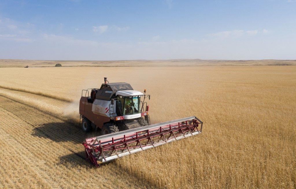 Harvesting wheat with combine harvesters in the Orenburg region, Russia