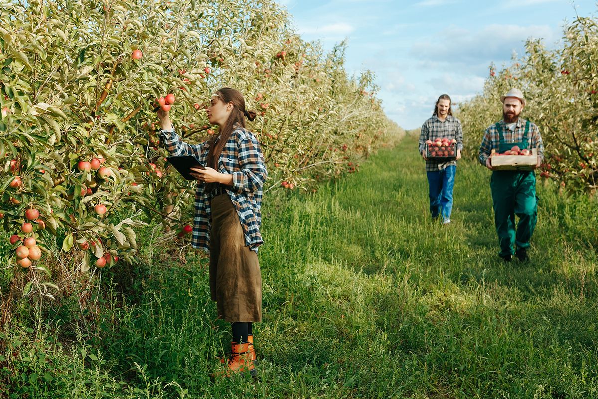 Young,Woman,Farmer,Examines,Apples,Trees,As,They,Develop,,Writing