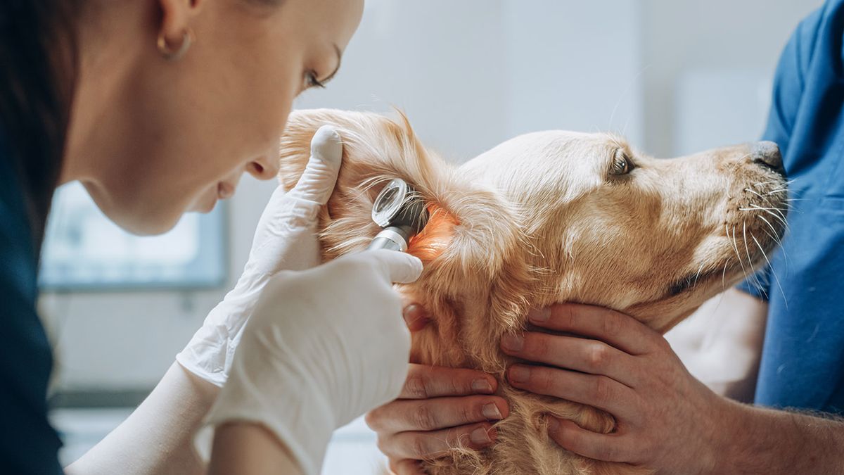Young,Female,Veterinarian,Examining,The,Ear,Of,A,Pet,Golden