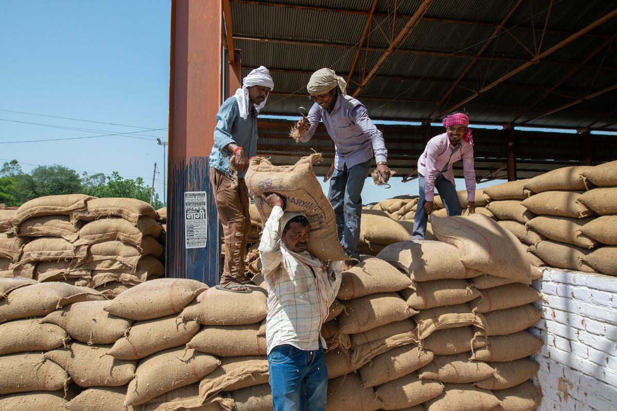 Shahzadpur, Haryana, India, May 3 2019: Indian daily-wage laborers load sacks of wheat onto a truck, Government Anaj Mandi (Grain Market)