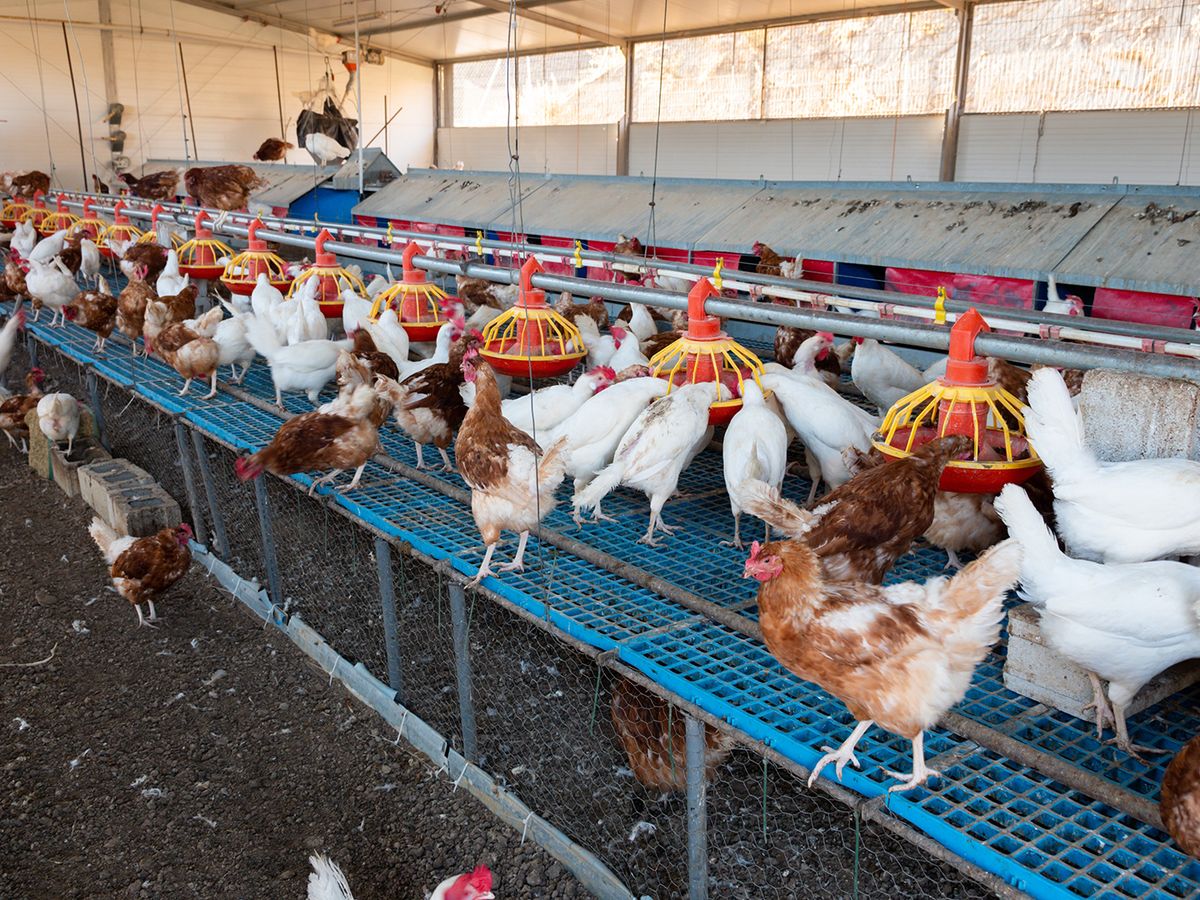 Feeding,Chickens,And,Raising,Them,Indoors,In,Smart,Farming,Business.