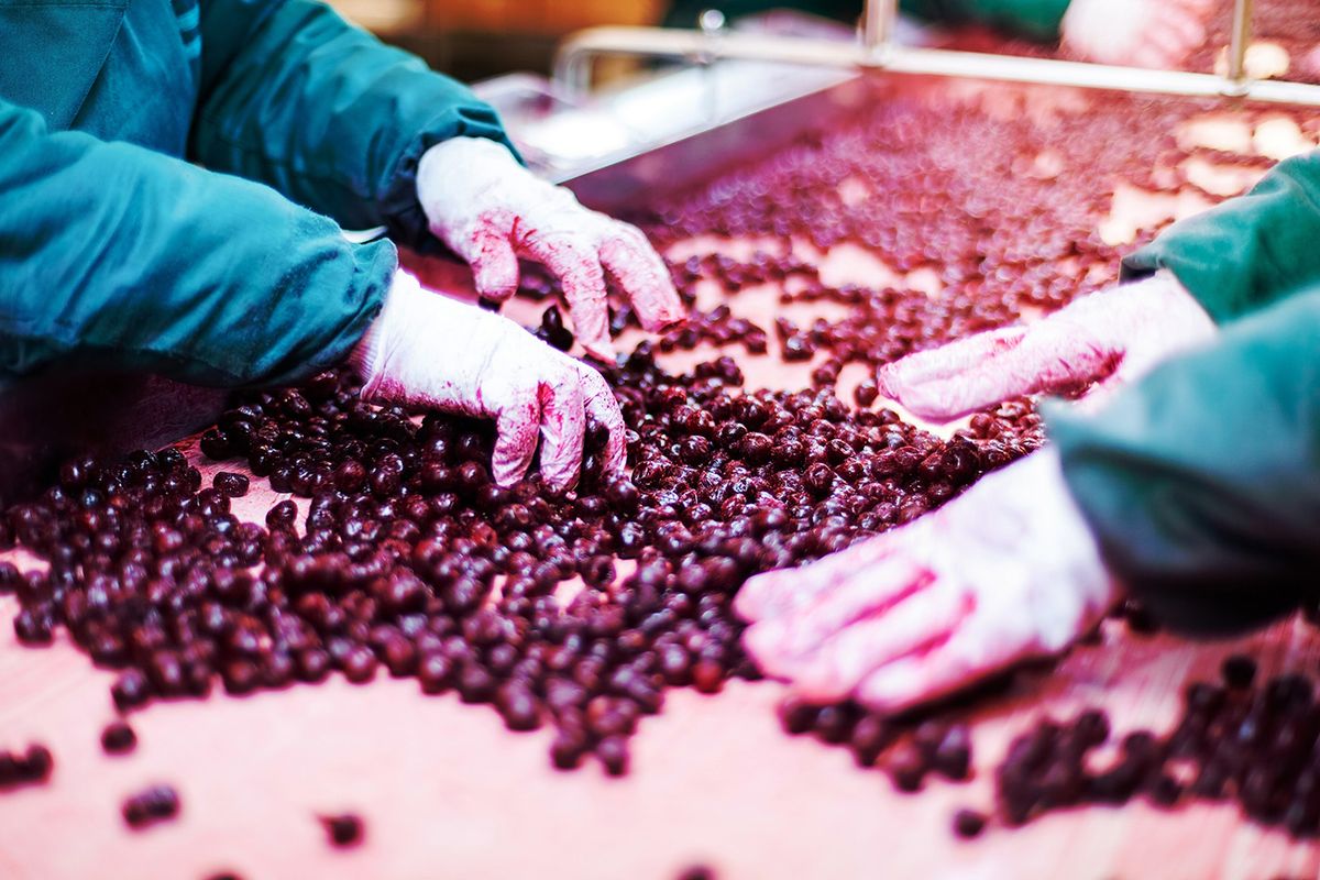 Frozen,Sour,Cherries,In,Sorting,And,Processing,Machine