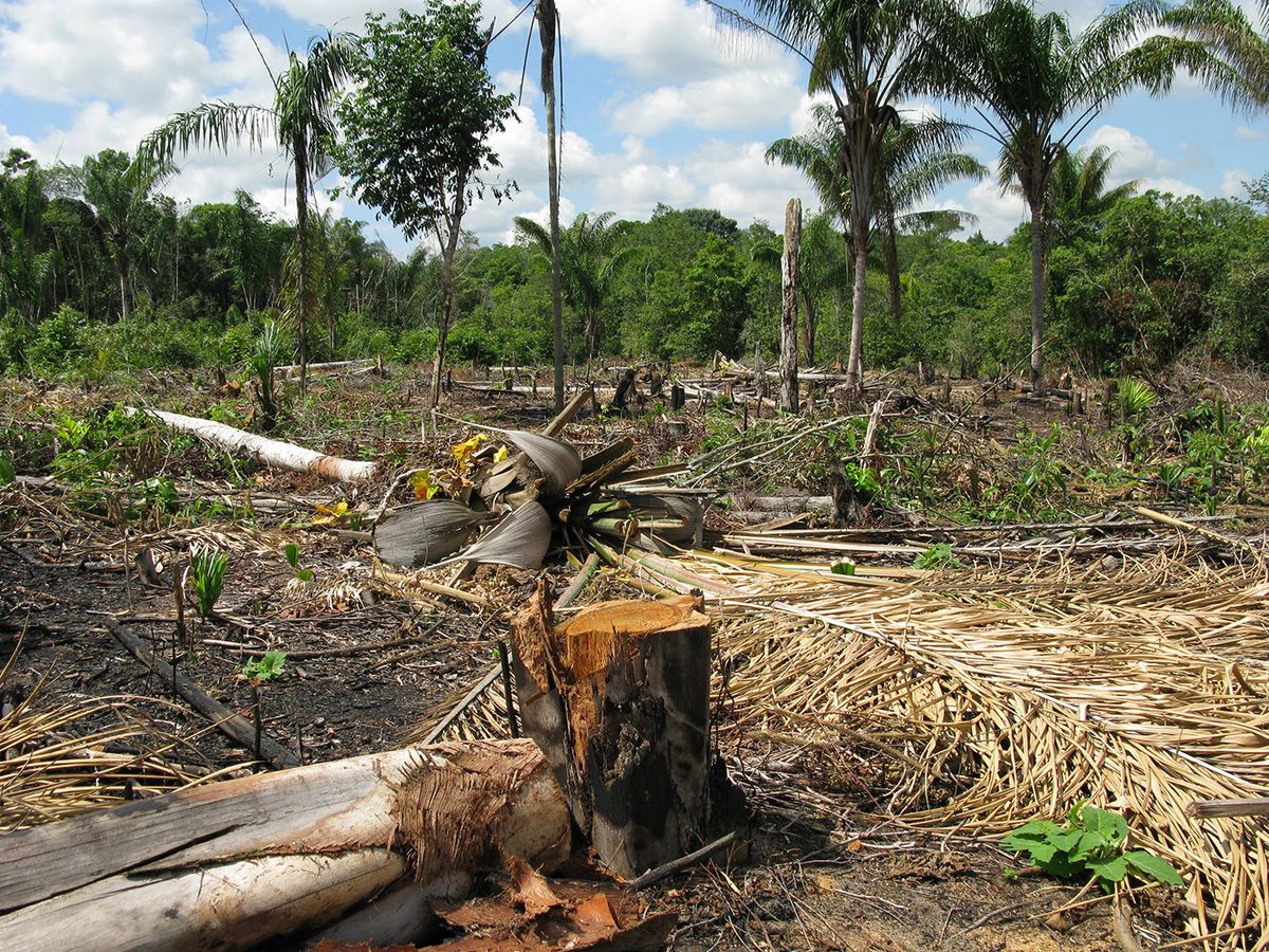 Deforestation,In,The,Amazon,Rainforest