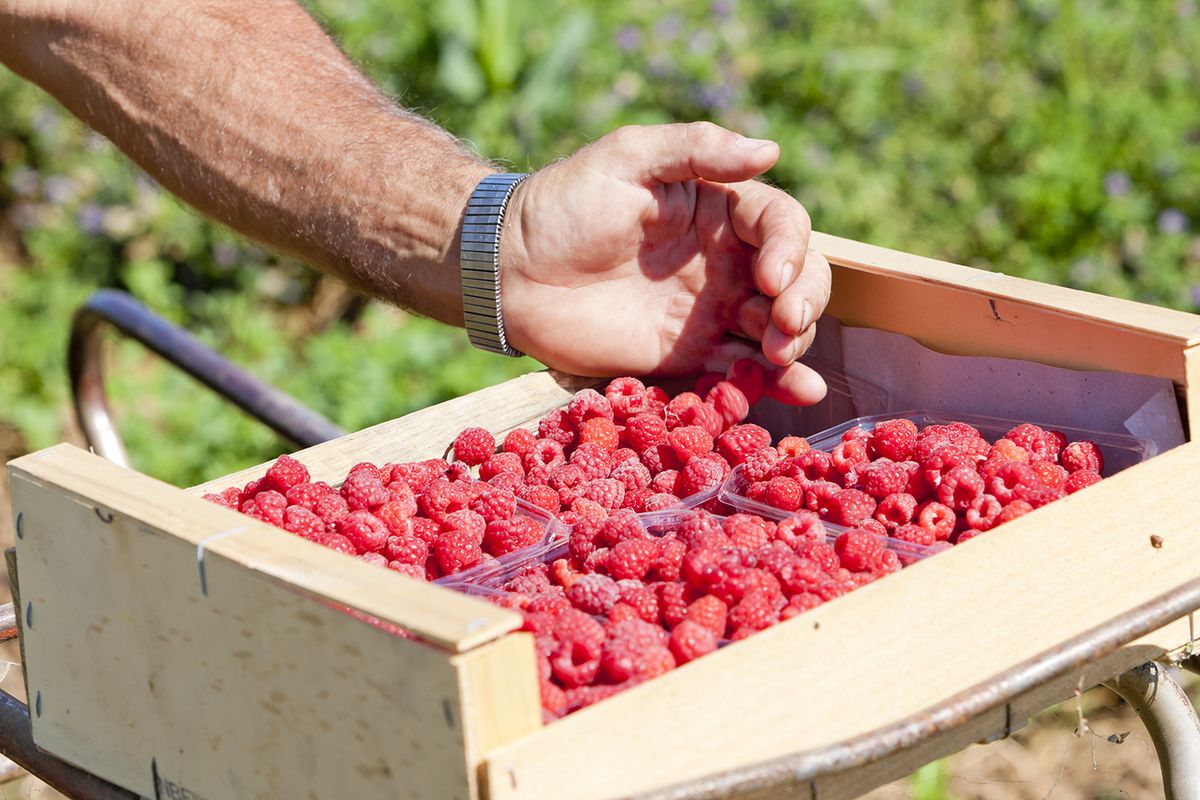 Harvest,Of,Raspberries