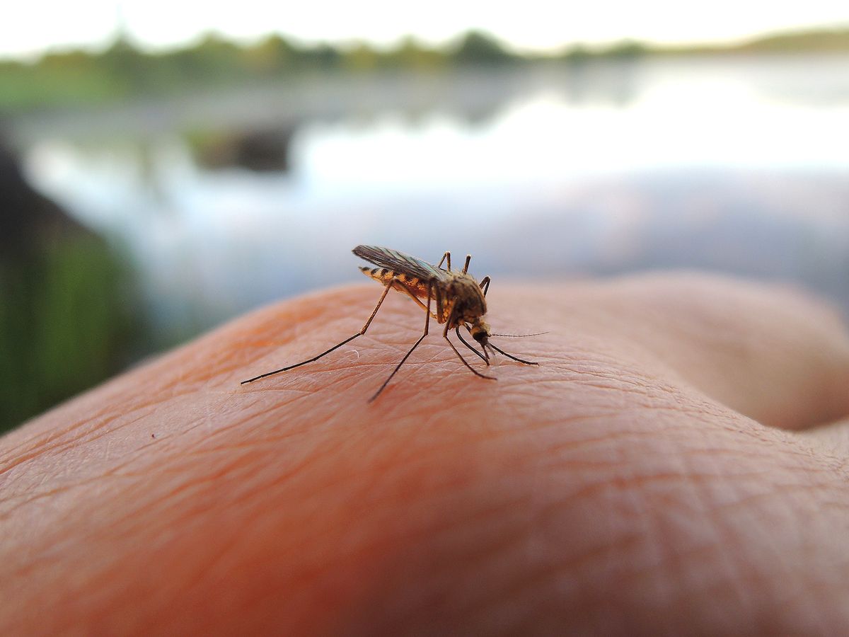 A,Female,Mosquito,Sucking,Blood,On,Human's,Hand.,Sindbis,Virus.
A female mosquito sucking blood on human's hand. Sindbis virus. Pogosta disease.        