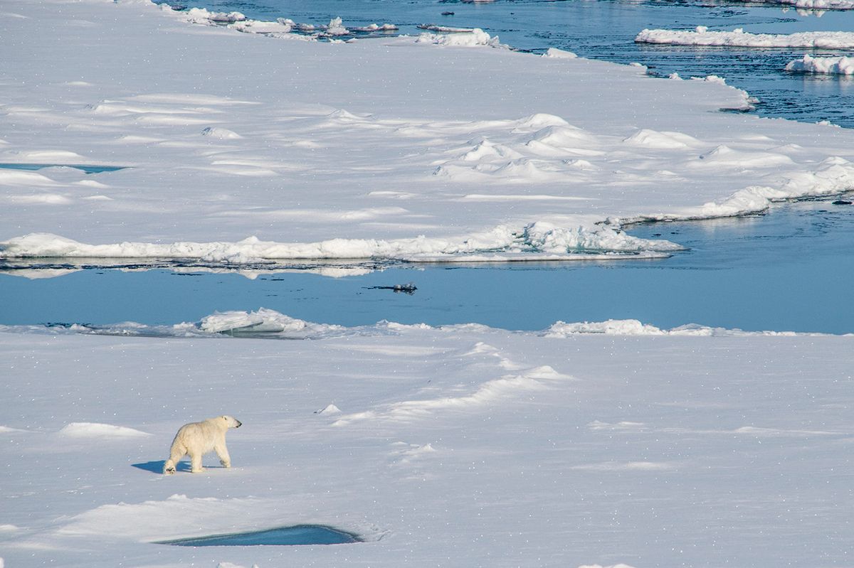 Polar bear (Ursus maritimus) in the high arctic near the North PolePolar bear (Ursus maritimus) in the high arctic near the North Pole, Arctic, Russia, Europe (Photo by Michael Runkel / Robert Harding RF / robertharding via AFP)