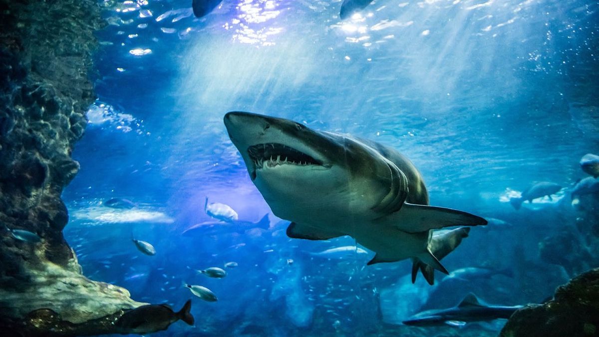 Halálos cápatámadás, veszélyek a magasban és Wagner-csoport – a Világgazdaság legfelkapottabb cikkei