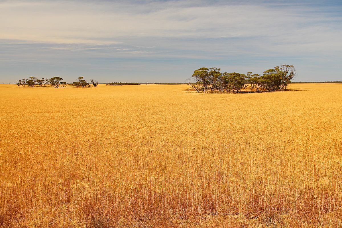 Australian,Wheat,Fields