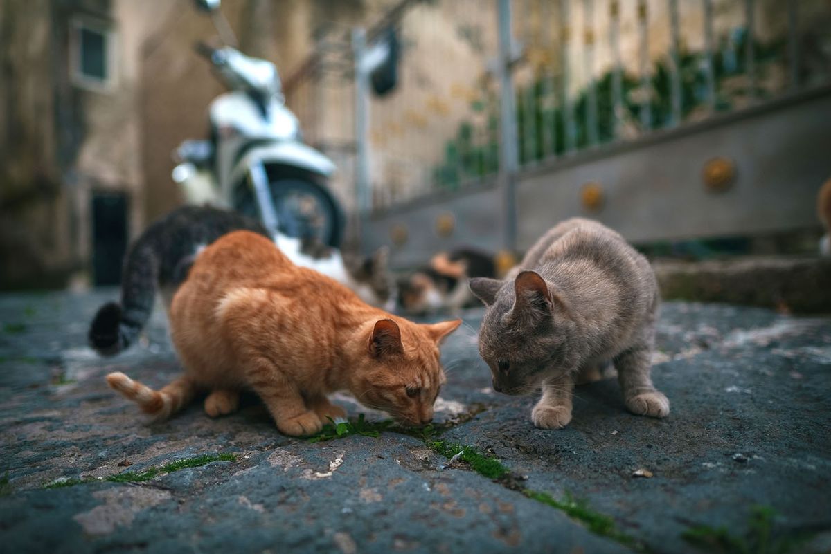 Group,Of,Homeless,Cats,In,The,City.