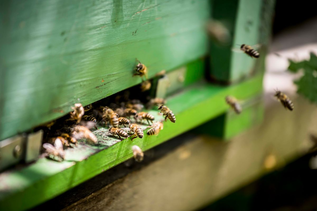 méhészet, Mosonmagyaróvár