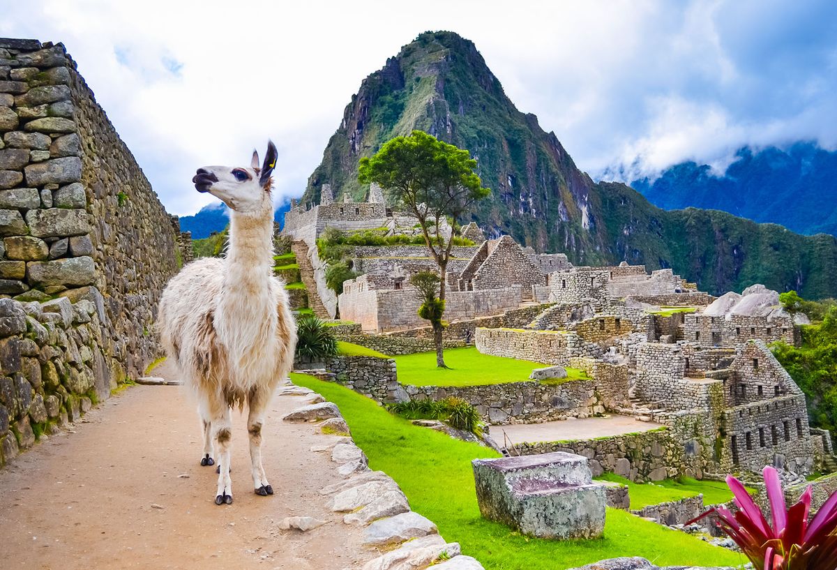 Funny,White,Lama,Standing,In,Machu,Picchu,Lost,City,Ruins
Funny white lama standing in Machu Picchu lost city ruins in Peru with green hills and stone walls on background with soft focus
Vista, utazási iroda, utazás, travel, 