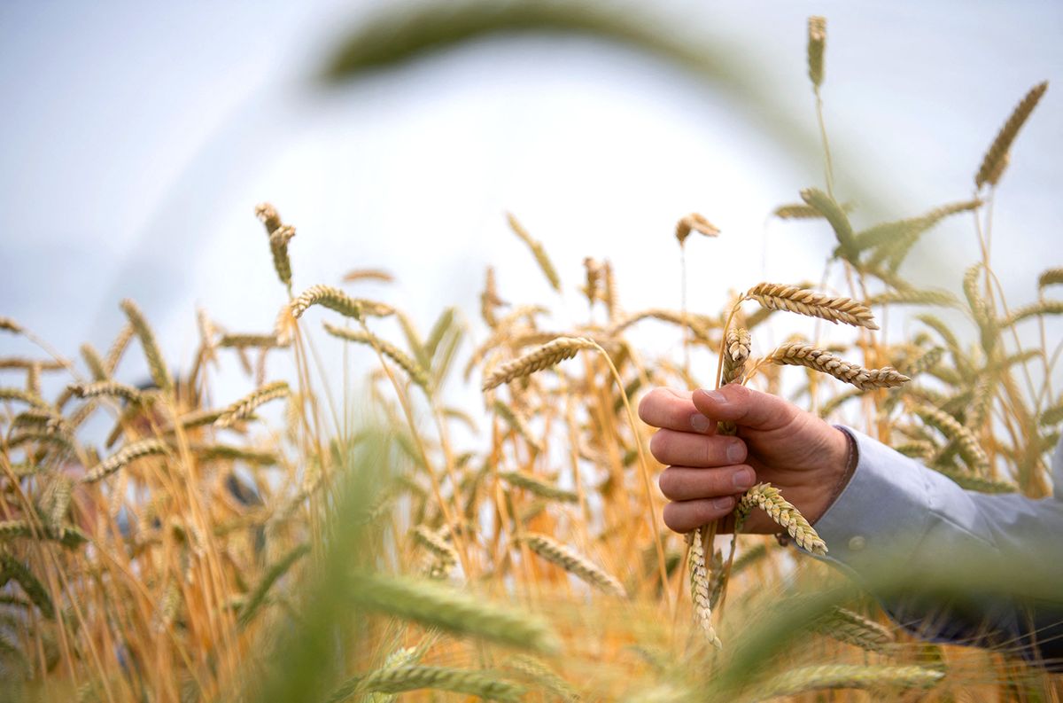 Field trial Einkorn, Emmer & Dinkel
08 July 2019, Baden-Wuerttemberg, Stuttgart: Friedrich Longin, Head of Wheat Research at the University of Hohenheim, shows an emmer ear during a press conference on a field trial of a cereal variety. The experiment is intended to provide information on how the different varieties, such as Einkorn, Emmer & Dinkel, assert themselves in cultivation, what risks they have and for which products one or the other cereal variety is best suited. Photo: Marijan Murat/dpa (Photo by MARIJAN MURAT / DPA / dpa Picture-Alliance via AFP)