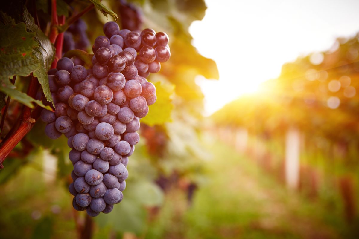 Vineyards,At,Sunset,In,Autumn,Harvest.,Ripe,Grapes,In,Fall. szőlő, szőlészet