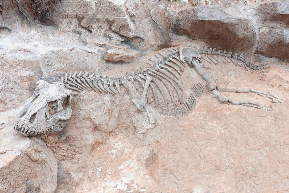 Dinosaur,Skeleton,In,Ground,Stone,Fossil,Tyrannosaurus,Archaeological,Excavations.,Prehistoric