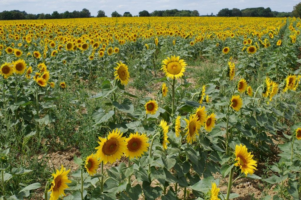 FRANCE - AGRICULTURE - ILLUSTRATION
France, Montaigu, 2023-07-20. Sunflowers in a field in the Vendee in summer. Photograph by Mathieu Thomasset / Hans Lucas.
France, Montaigu, 2023-07-20. Tournesols dans un champs en Vendee en ete. Photographie de Mathieu Thomasset / Hans Lucas. (Photo by Mathieu Thomasset / Hans Lucas / Hans Lucas via AFP)