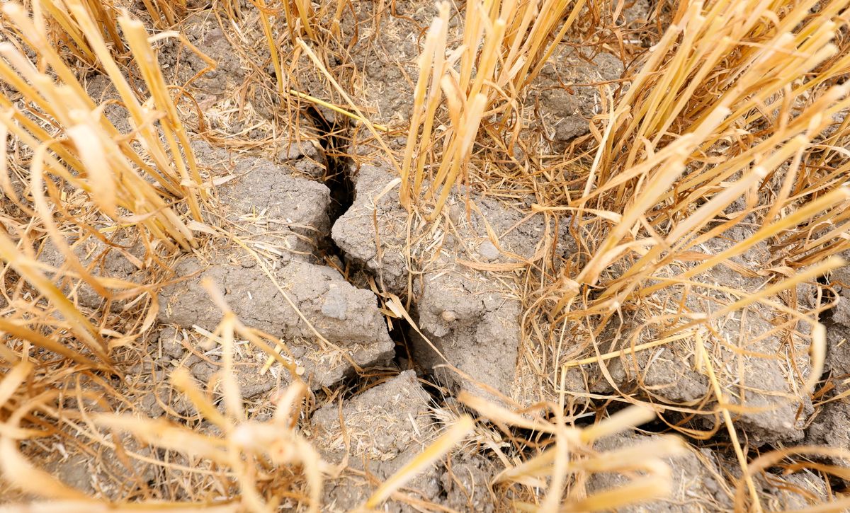 Wheat field drought in Hockenheim Germany
epa10760243 A harvested wheat field displays prominent cracks on its surface due to the effects of extreme dryness near Hockenheim, Germany, 21 July 2023. Germany has been affected by the heatwave influencing Europe.  EPA/RONALD WITTEK