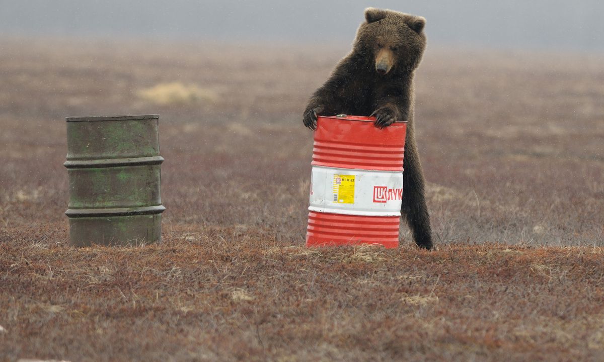 Standing Bears In South Kamchatka Sanctuary