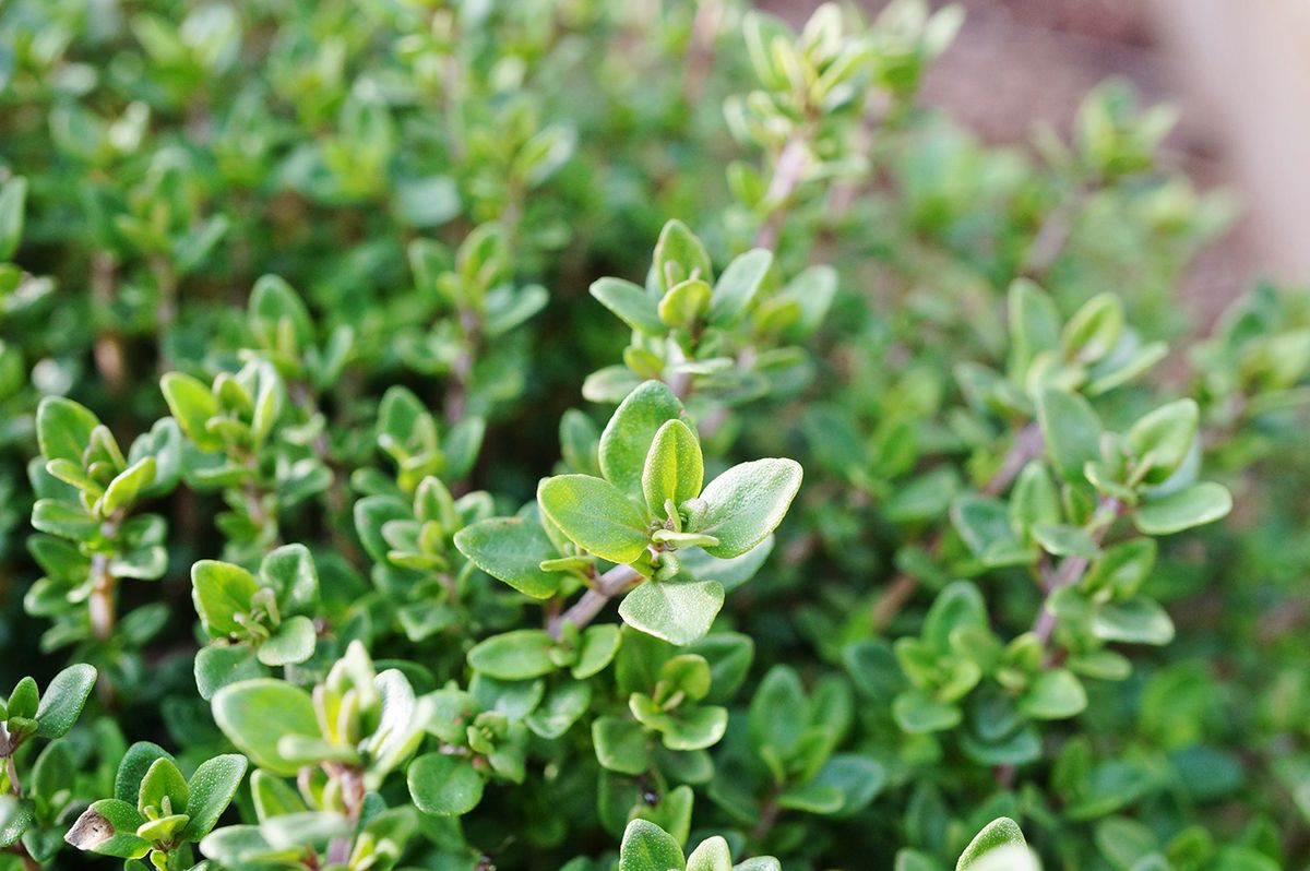 Thyme,Plant,Growing,In,The,Herb,Garden