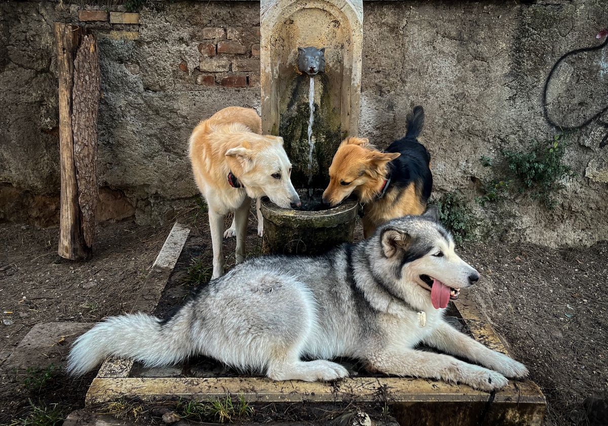Dogs refresh themselves at a fountain in a 'dog area' of central Rome on July 21, 2023, during a heatwave in Italy. Millions across southern Europe and other areas are suffering through intense heat as fires raged, health worries mounted and the world appeared headed for its hottest month of July on record. As temperature records tumbled on three continents, experts pointed the finger at climate change driven by the burning of fossil fuels, saying global warming had a key role in destructive weather. (Photo by Tiziana FABI / AFP)
