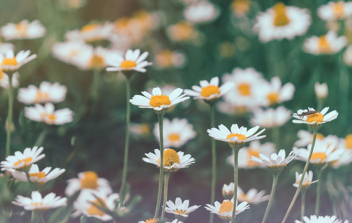 Blooming,Wild,Daisies,In,A,Sunny,Rustic,Meadow