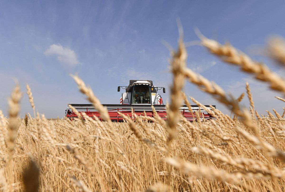 Harvesting wheat with combine harvesters in the Orenburg region, RussiaORENBURG, RUSSIA - AUGUST 31: Farmers work with combine harvesters at a wheat field during harvesting season in the Orenburg region, Russia on August 31, 2022. Farmers of the Ural region received a large amount of wheat harvest due to the dry climate in the southern regions as it allows harvest even at nights without dew. Aleksander Murzyak / Anadolu Agency (Photo by Aleksander Murzyak / ANADOLU AGENCY / Anadolu Agency via AFP)