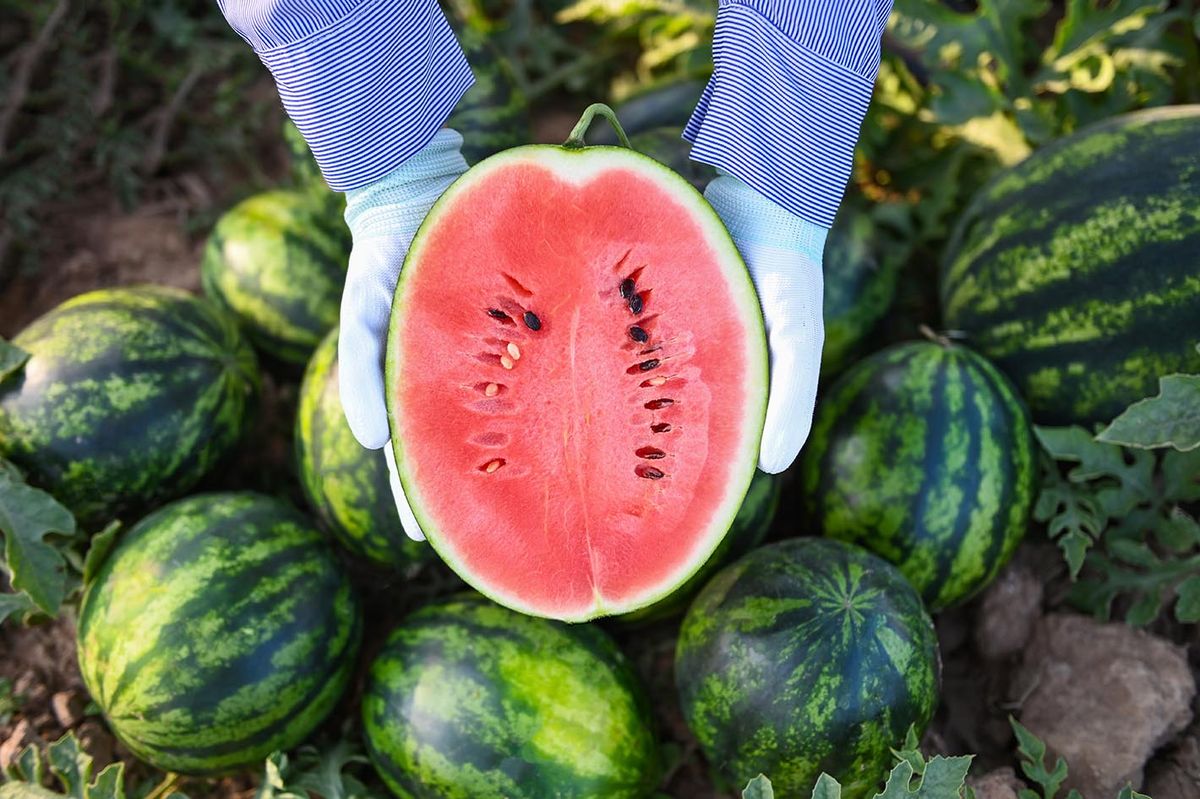 Watermelon,Slice,In,Watermelon,Field,-,Fresh,Watermelon,Fruit,On