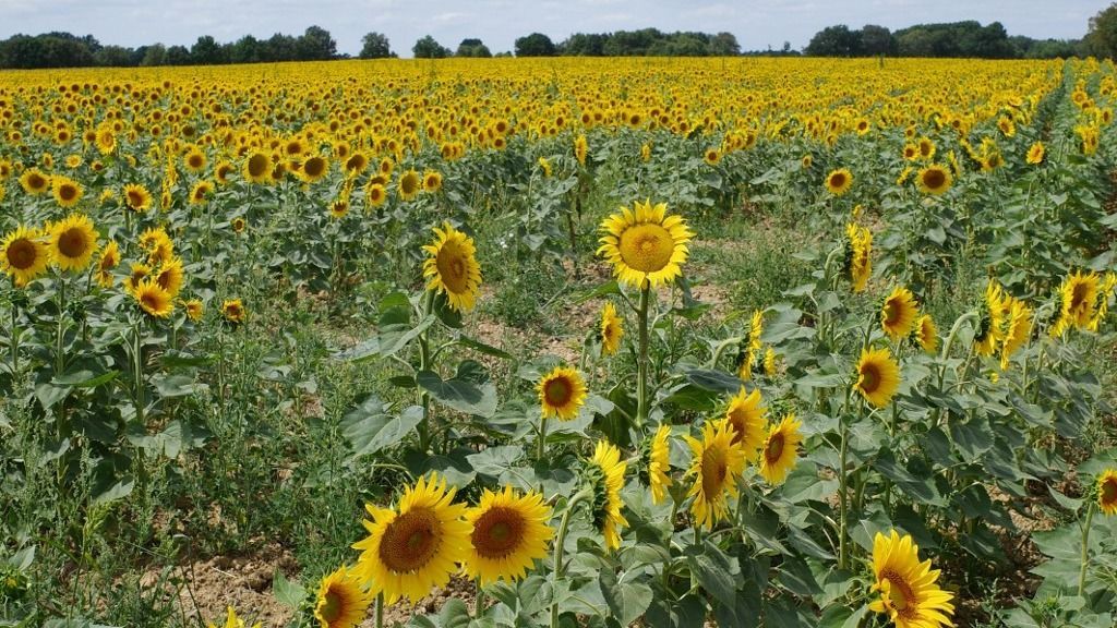 FRANCE - AGRICULTURE - ILLUSTRATION
France, Montaigu, 2023-07-20. Sunflowers in a field in the Vendee in summer. Photograph by Mathieu Thomasset / Hans Lucas.
France, Montaigu, 2023-07-20. Tournesols dans un champs en Vendee en ete. Photographie de Mathieu Thomasset / Hans Lucas. (Photo by Mathieu Thomasset / Hans Lucas / Hans Lucas via AFP)