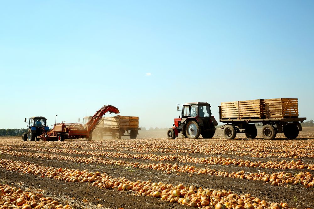 Onion,Harvesting,With,Modern,Agricultural,Equipment,In,Field