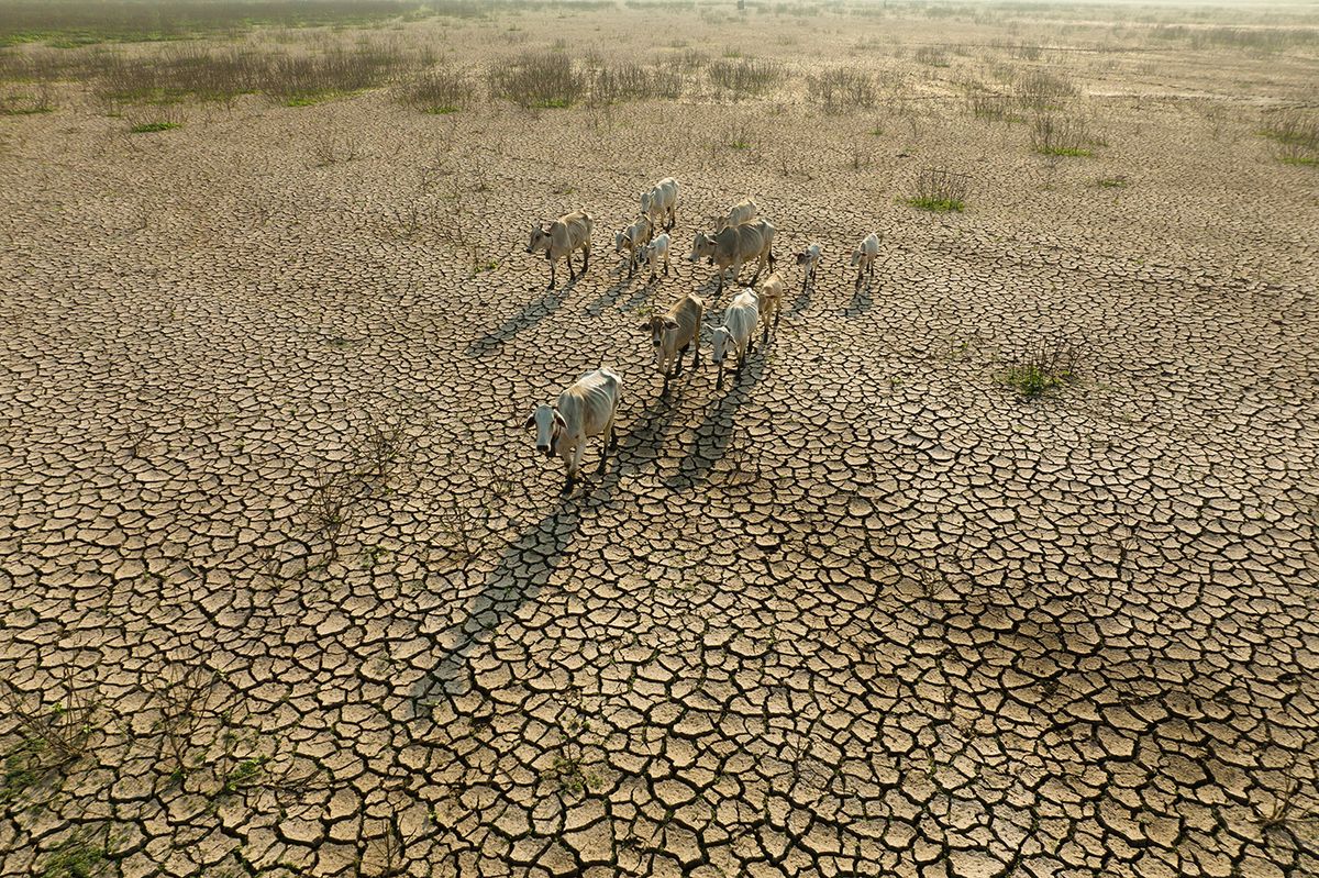 Livestock,And,Climate,Change,,Thin,Cows,Walking,On,Dry,Cracked