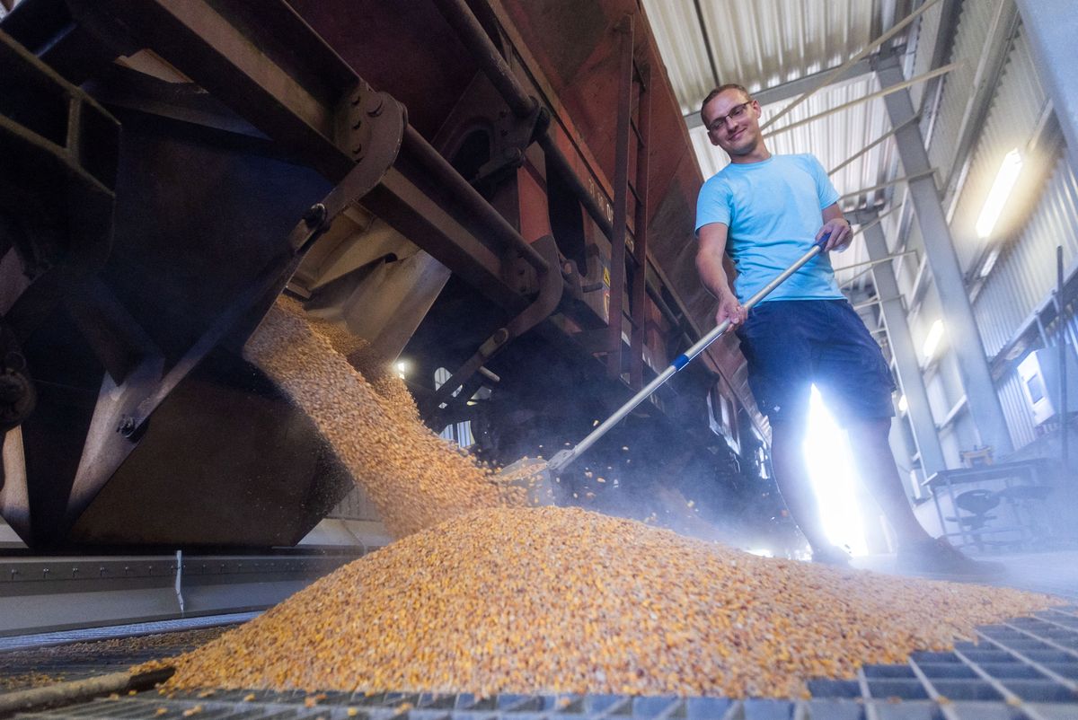 First train with corn from Ukraine
23 August 2022, Mecklenburg-Western Pomerania, Rostock: An employee takes a sample during unloading of the first freight train with corn from Ukraine at the grain terminal in the Port of Rostock. A total of 1,200 tons of corn was delivered by the 450-meter-long train of 21 wagons and will now be stored for the time being. Four more trains are to follow in the next few weeks. Due to the Russian war of aggression on Ukraine, many export routes have become difficult or impossible for agriculture there. Photo: Jens Büttner/dpa (Photo by JENS BUTTNER / DPA / dpa Picture-Alliance via AFP)