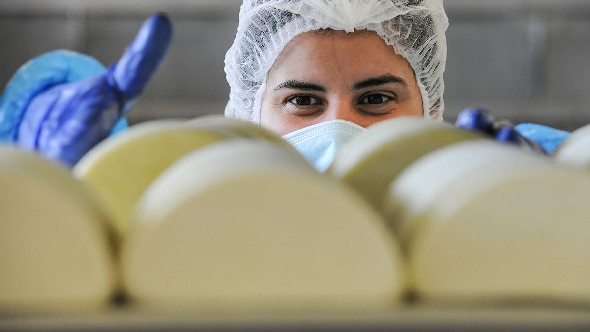 Hajdúböszörmény, 2018. június 30.Félkör alakú sajtot rak a polcra a társaság egyik dolgozója a Kőröstej Kft. Hajdúböszörményi  Üzemében. Napi 250.000 liter tejet dolgoznak fel és gyártanak belőle nagyrészt kashkaval és trappista sajtot. A társaság hajdúböszörményi üzemébe nagyüzemek, mezőgazdasági vállalkozások és őstermelők szállítják a tejet. MTVA/Bizományosi: Oláh Tibor ***************************Kedves Felhasználó!Ez a fotó nem a Duna Médiaszolgáltató Zrt./MTI által készített és kiadott fényképfelvétel, így harmadik személy által támasztott bárminemű – különösen szerzői jogi, szomszédos jogi és személyiségi jogi – igényért a fotó készítője közvetlenül maga áll helyt, az MTVA felelőssége e körben kizárt. Hajdúböszörmény, 2018. június 30.
Félkör alakú sajtot rak a polcra a társaság egyik dolgozója a Kőröstej Kft. Hajdúböszörményi  Üzemében. Napi 250.000 liter tejet dolgoznak fel és gyártanak belőle nagyrészt kashkaval és trappista sajtot. A társaság hajdúböszörményi üzemébe nagyüzemek, mezőgazdasági vállalkozások és őstermelők szállítják a tejet. 
MTVA/Bizományosi: Oláh Tibor 
***************************
Kedves Felhasználó!
Ez a fotó nem a Duna Médiaszolgáltató Zrt./MTI által készített és kiadott fényképfelvétel, így harmadik személy által támasztott bárminemű – különösen szerzői jogi, szomszédos jogi és személyiségi jogi – igényért a fotó készítője közvetlenül maga áll helyt, az MTVA felelőssége e körben kizárt.
