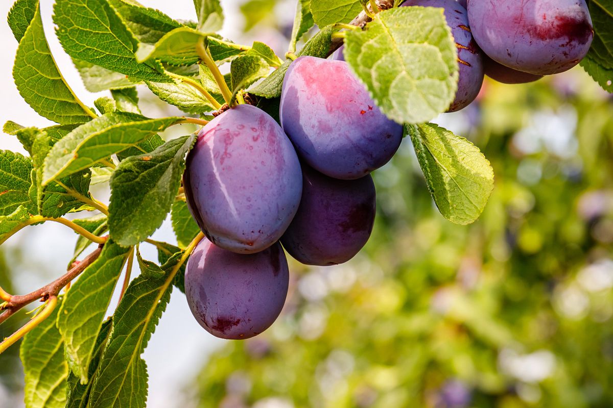 Ripe,Plums,In,Plum,Garden.,Agriculture,Harvesting,Background.,Plum,Orchard, Ripe plums in plum garden. Agriculture Harvesting background. Plum orchard in countryside. 