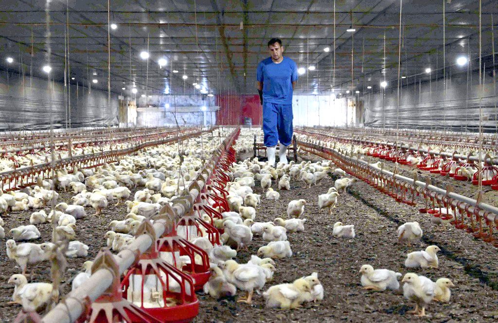 Chiken farm in BrazilChiken farm in BrazilChicks which are for exporting to Japan are raised at a farm in Cascavel, Parana on Dec. 3, 2022. Chicken farms suffer from rising pieces of feed. ( The Yomiuri Shimbun ) (Photo by Mika Otsuki / Yomiuri / The Yomiuri Shimbun via AFP)