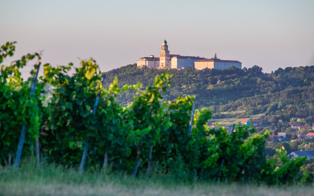 Pannonhalma,Archabbey,With,Vine,Grapes,In,The,Vineyard,,Hungary.,Beautiful