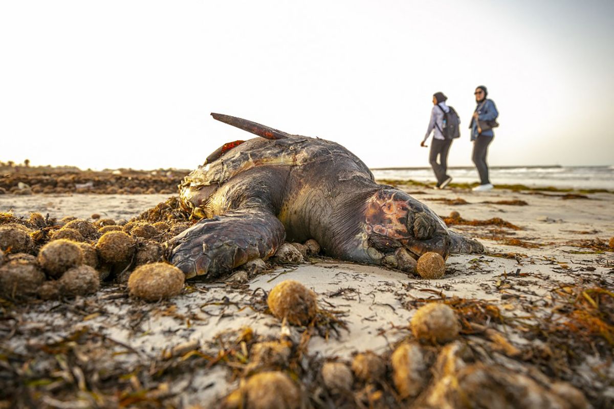 Factory waste at Tunisia's Gulf of Gabes