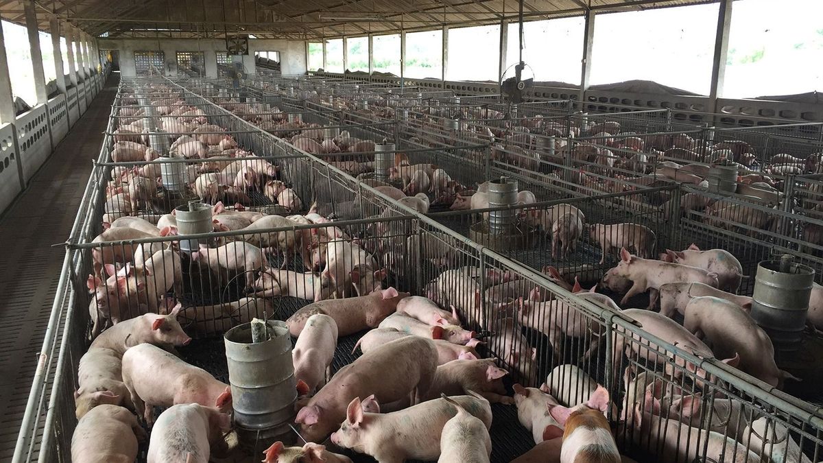 Kevesebb a disznó, de nagyobbra híznak