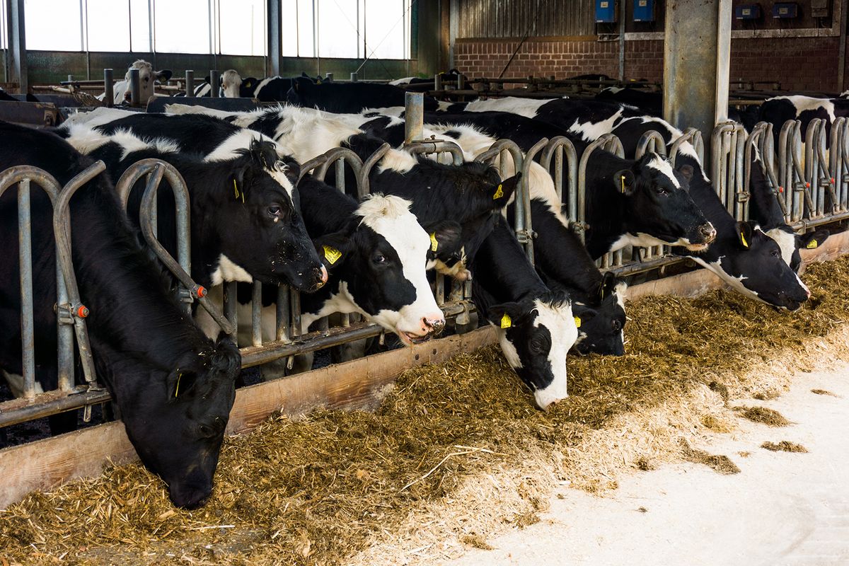 Cows,In,A,Farm.,Dairy,Cows,In,A,Farm,cows in a farm. Dairy cows in a farm
tehenészet,tej,tejtermék,sajt,farm,