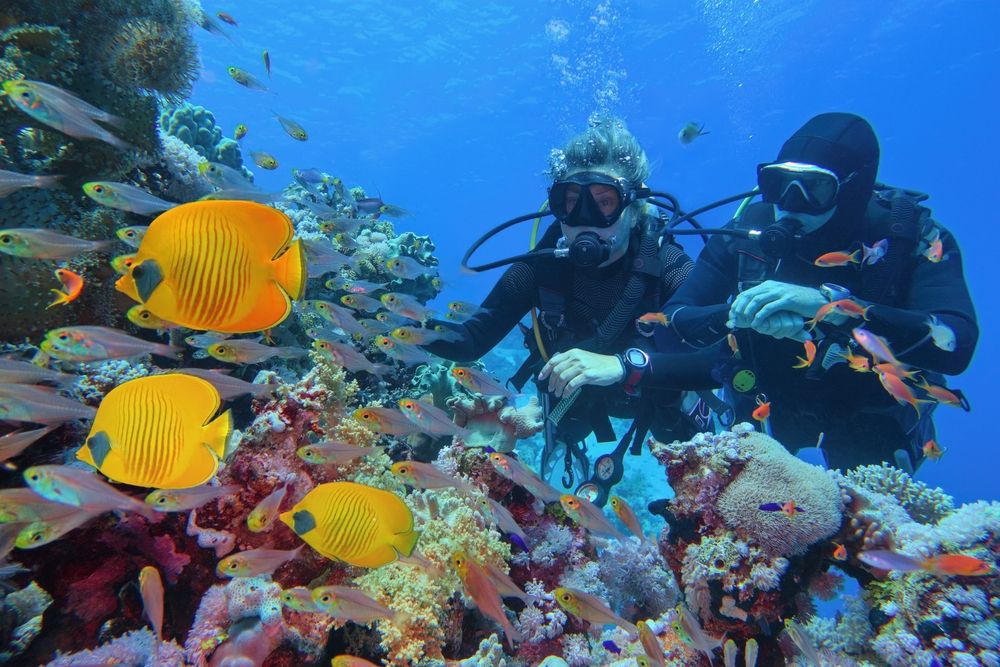 Scuba,Divers,Couple,Near,Beautiful,Coral,Reef,Surrounded,With,Shoal