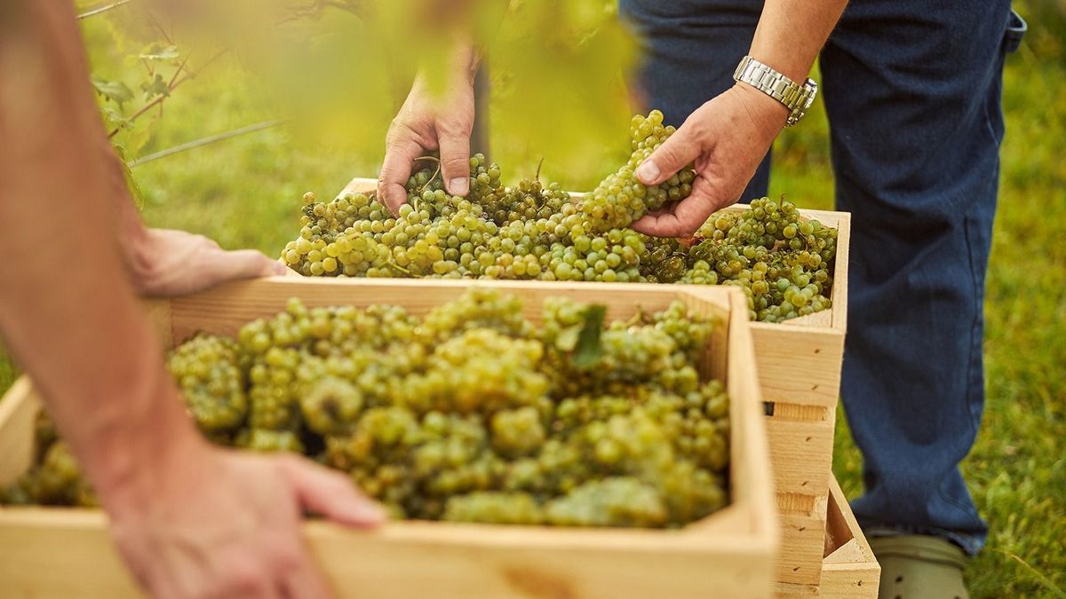 Szőlőszüreti munkák: többezres órabérrel és esti borozgatással csábítanak a pincék