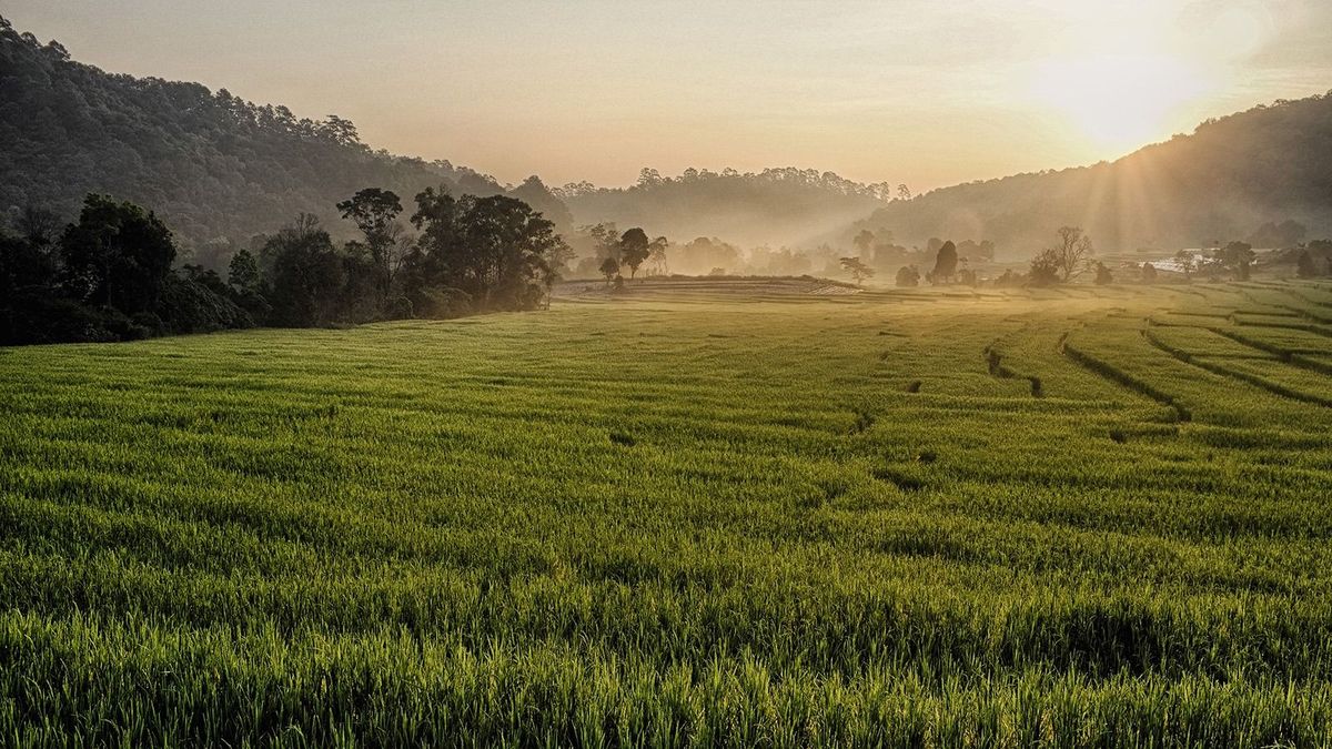 Rice Field in Chiangmai, Doi Inthanon, Northern of Thailand Landscape