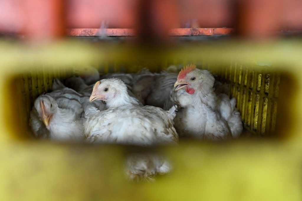 Malaysia To Stop The Export Of Chickens