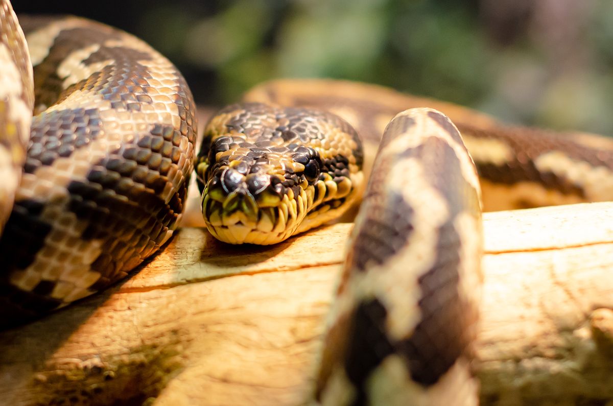 Morelia,Spilota,Cheynei,,Or,The,Jungle,Carpet,Python
Morelia spilota cheynei, or the jungle carpet python