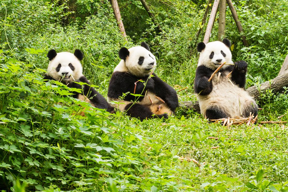 Three,Giant,Pandas,Has,Lunch,,Giant,Panda,Breeding,Research,Base