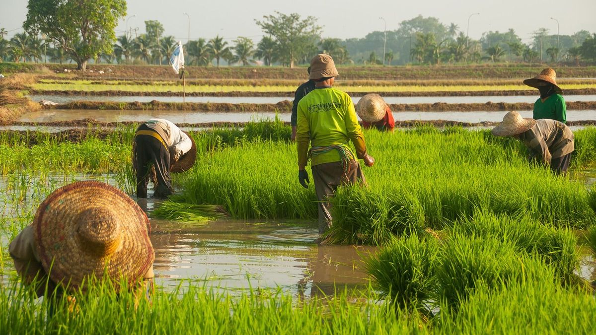 People plant rice in paddy fields in Permatang Binjai, Indonesia. Photo taken on March 29th, 2017