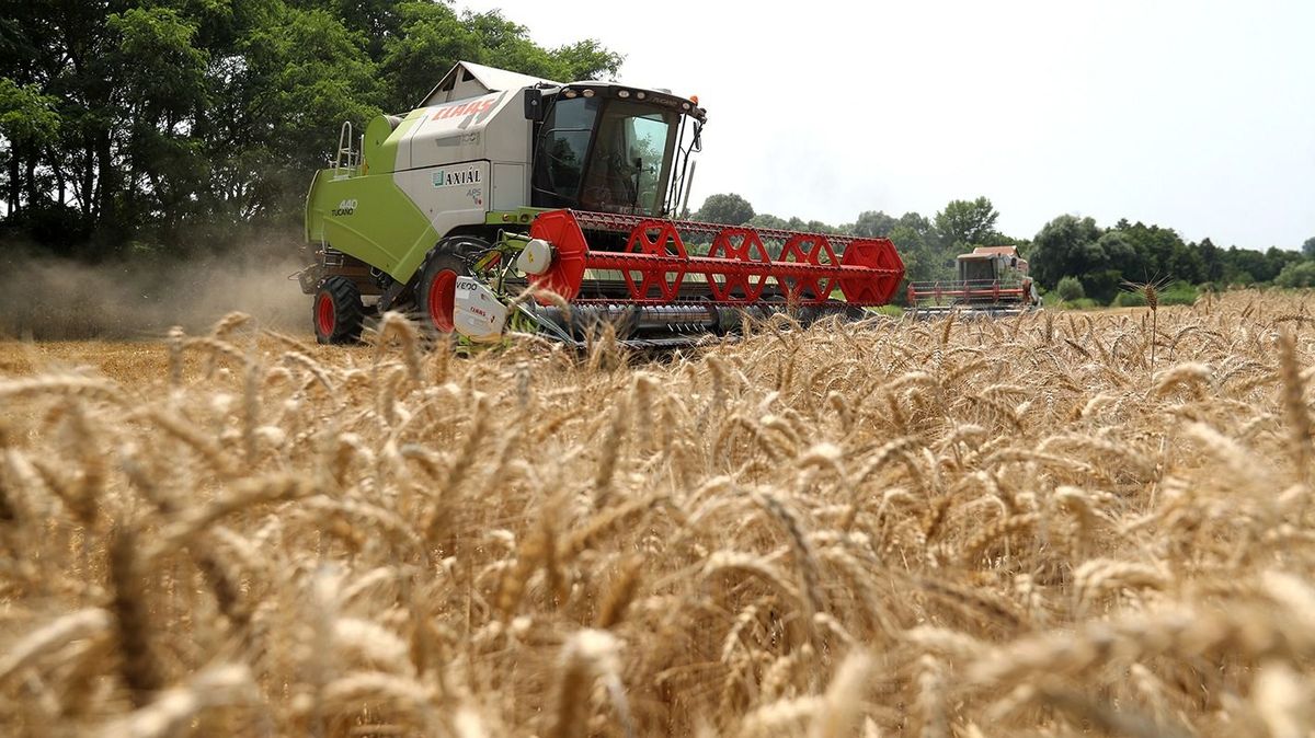 20230711 Somogysárd 

 Somogyban is aratják a búzát, a somogysárdi Haladás Zrt dolgozói a  250 hektár saját termesztésű gabonán kívül 150 hektárnyi bérmunkát is vállaltak. Sörnyepusztán  egy 34 hektáros táblán két géppel dolgoztak a vállalkozás alkalmazottai.

Fotó: Lang Róbert lr
Somogyi Hírlap20230711 Somogysárd  Somogyban is aratják a búzát, a somogysárdi Haladás Zrt dolgozói a  250 hektár saját termesztésű gabonán kívül 150 hektárnyi bérmunkát is vállaltak. Sörnyepusztán  egy 34 hektáros táblán két géppel dolgoztak a vállalkozás alkalmazottai.Fotó: Lang Róbert lrSomogyi Hírlap