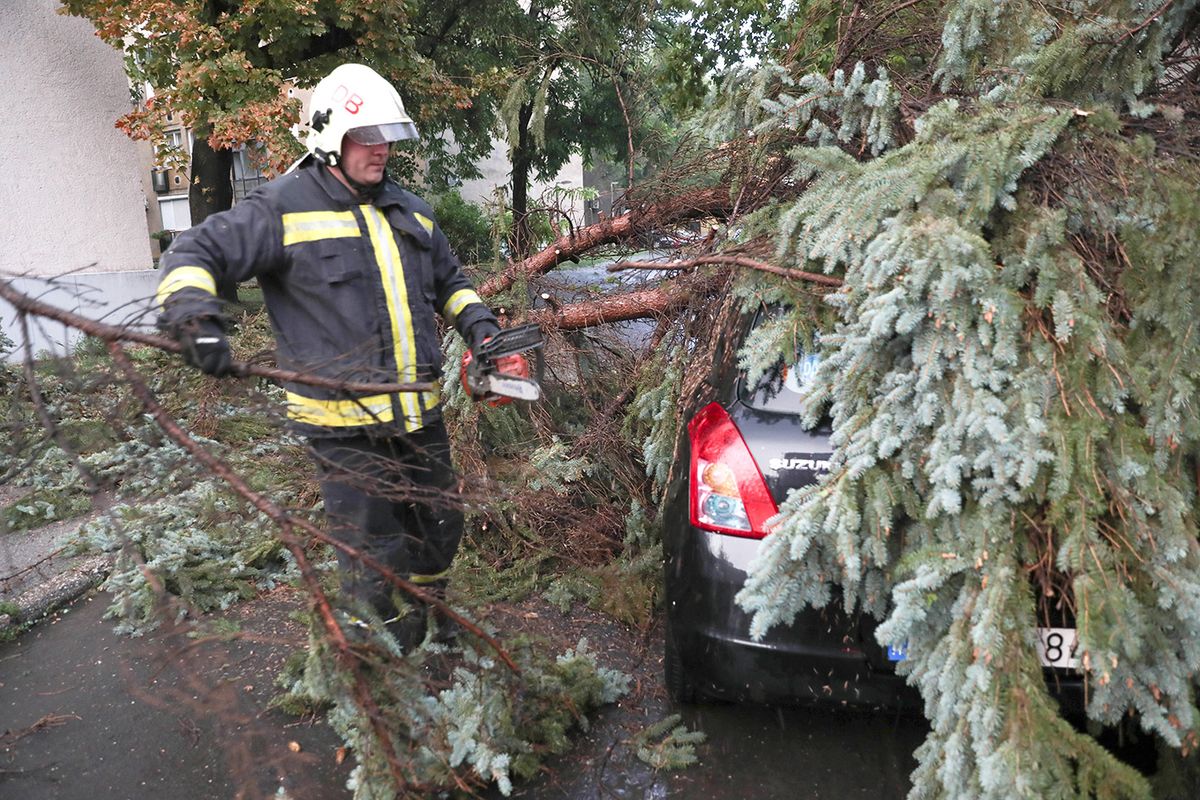 
A katasztrófavédelem szakemberei a viharban kidőlt fákat vágták a Barna utcán.

Fotó: Molnár Péter MP

