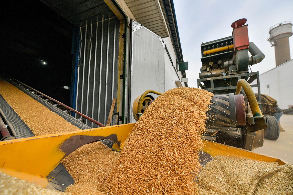 (221013) -- TIANJIN, Oct. 13, 2022 (Xinhua) -- Wheat is transported to the warehouse by conveyor belt at Dagang branch of Central Grain Reserve Tianjin Dongli Direct Warehouse Co., Ltd. in north China's Tianjin, Oct. 12, 2022. Affiliated to China Grain Reserves Group (Sinograin), Central Grain Reserve Tianjin Dongli Direct Warehouse Co., Ltd. mainly stores wheat and corn with a total storage capacity of about 500,000 tons, which is the largest central grain reserve depot in Tianjin.    In recent years, Central Grain Reserve Tianjin Dongli Direct Warehouse Co., Ltd. has implemented 24-hour temperature monitoring in the warehouse to reduce the loss of grain caused by the change of temperature. (Xinhua/Sun Fanyue) (Photo by Sun Fanyue / XINHUA / Xinhua via AFP)