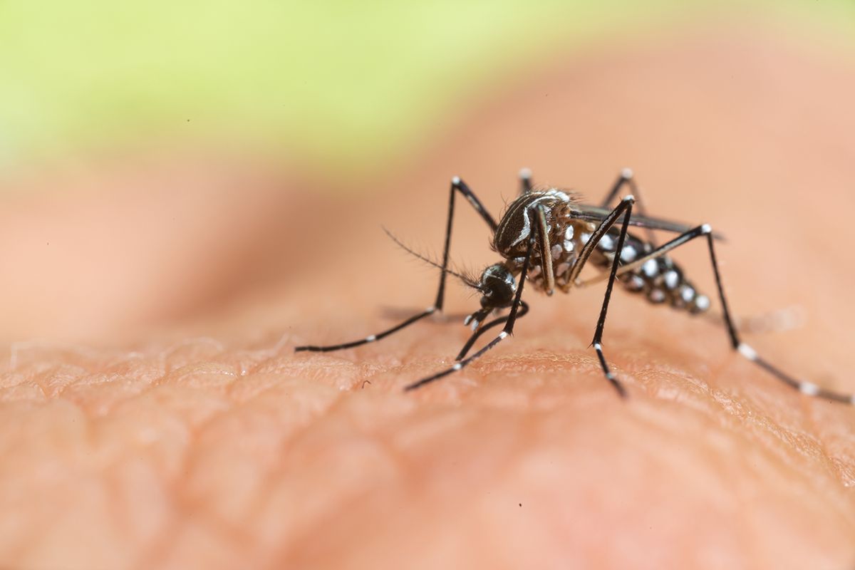 Aedes,Albopictus,Mosquito.,Super,Macro,Close,Up,A,Mosquito,Sucking
Aedes albopictus Mosquito. Super macro close up a Mosquito sucking human blood,
