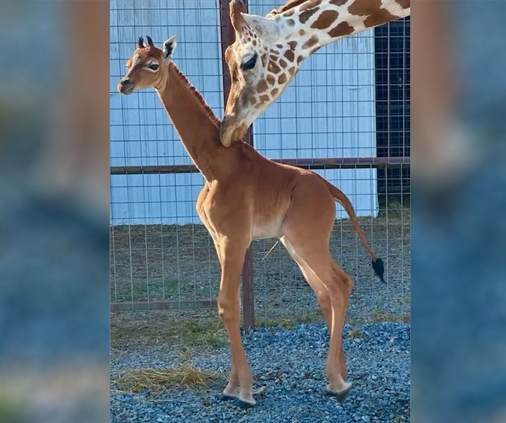spotless baby giraffe
usa
zsiráf