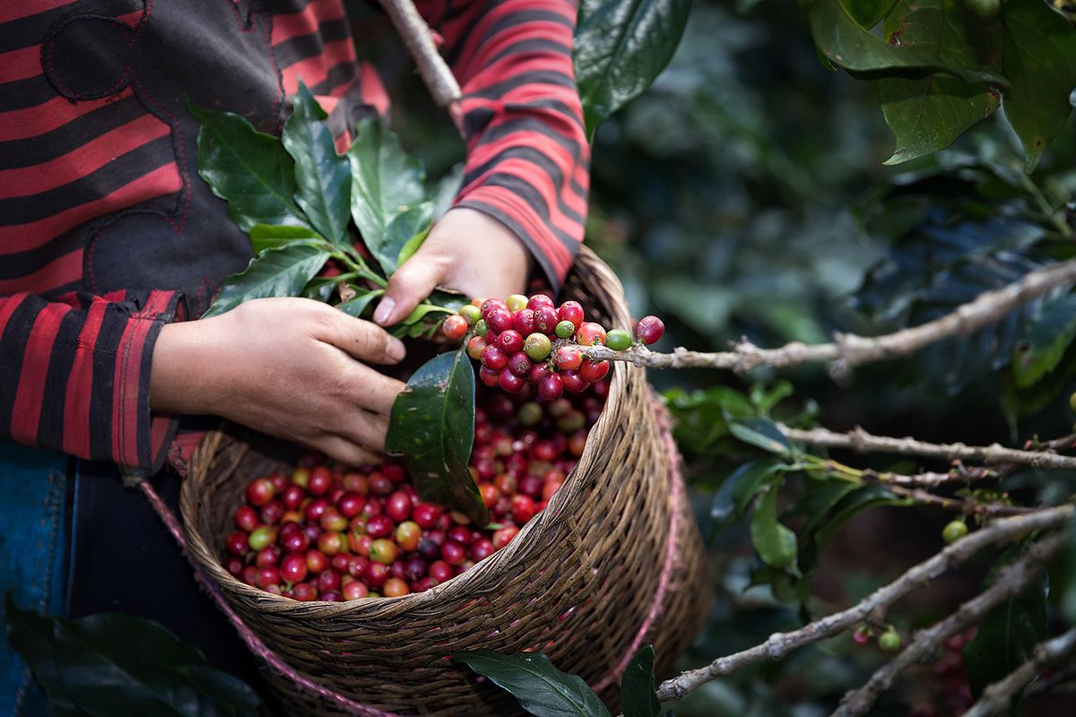 Worker,Harvest,Arabica,Coffee,Berries,On,Its,Branch,agriculture,Economy,Industry
